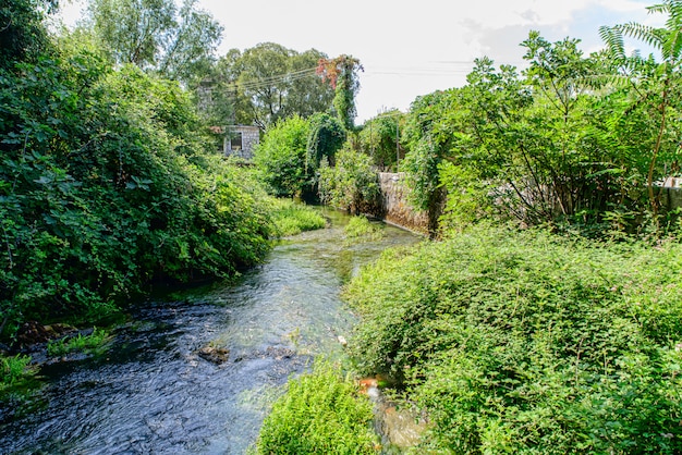 Bellissimo fiume tra il fogliame