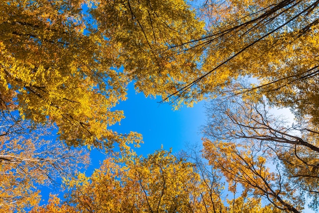 Bellissimo fogliame autunnale nella foresta