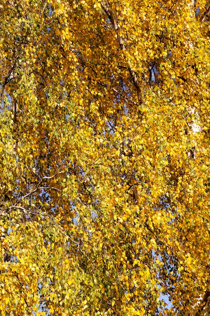 Bellissimo fogliame di betulla naturale che ha cambiato colore nella stagione autunnale