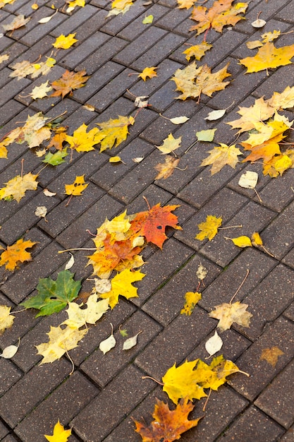 Bellissimo fogliame naturale che ha cambiato colore nella stagione autunnale