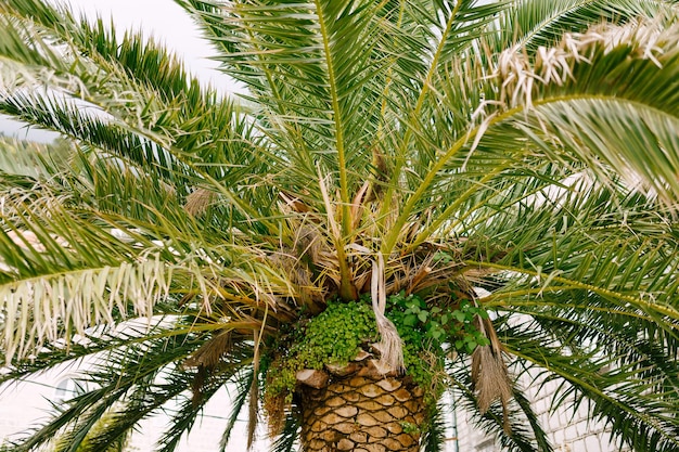 Bellissimo fogliame verde di palma da datteri