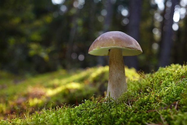 Bellissimo fungo Boletus edilus nella foresta. Funghi porcini bianchi in muschio verde. Avvicinamento.