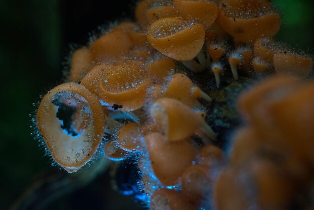 Bellissimo fungo di pelliccia arancione su un gambo di albero nero con foresta sfocata sullo sfondo