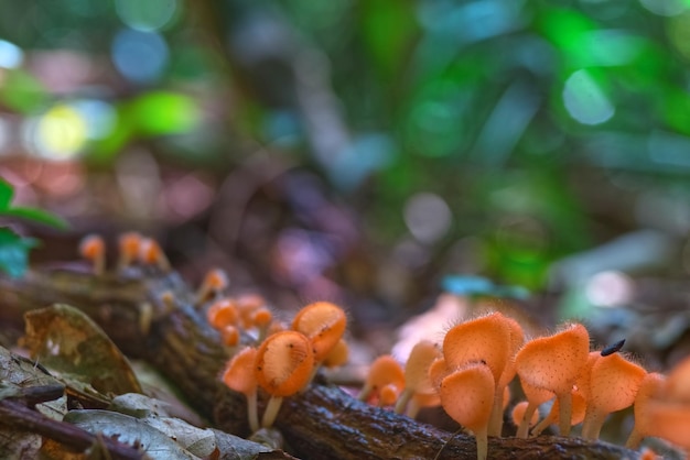 Bellissimo fungo di pelliccia arancione su un gambo di albero nero con foresta sfocata sullo sfondo