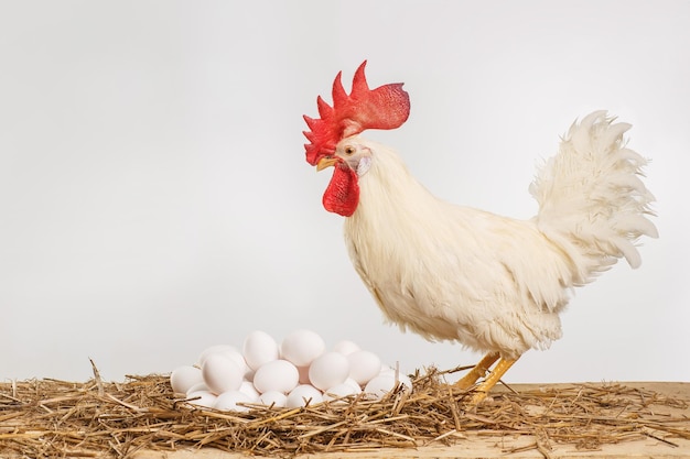 bellissimo gallo bianco con un sacco di uova isolate su uno sfondo bianco concetto di allevamento di polli di uova