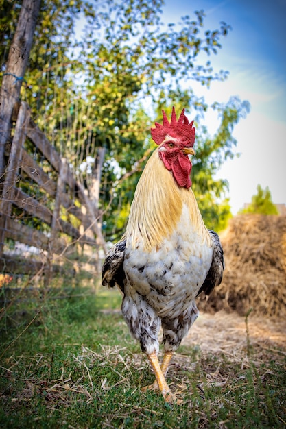 Bellissimo gallo bianco sul pollame in una fattoria ungherese