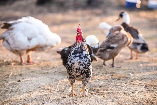 Bellissimo gallo canta all'alba in piedi sul cortile