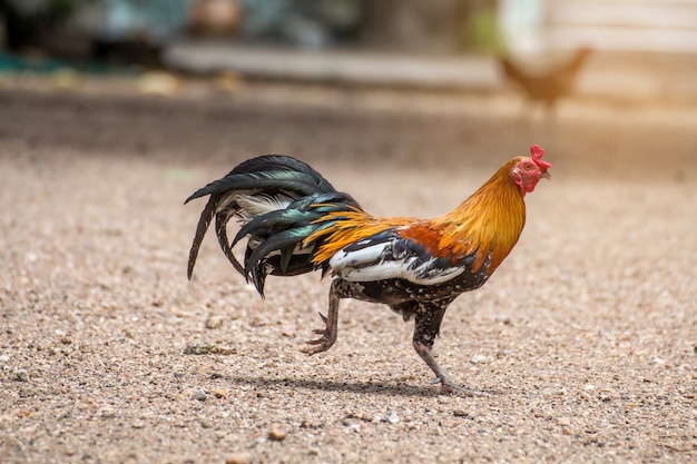 Bellissimo gallo e gallina sullo sfondo della natura