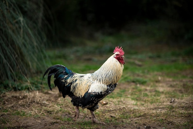 Bellissimo gallo in estate nel cortile