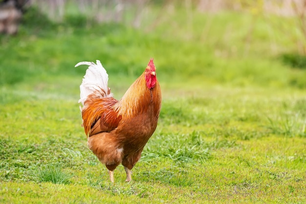 Bellissimo gallo in piedi sull'erba in natura sfocata sfondo verde gallo andando a cantare