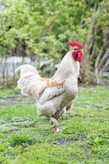 Bellissimo gallo in piedi sull'erba in natura sfocata sfondo verde gallo andando a cantare