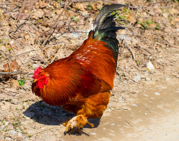 Bellissimo gallo nero-rosso con cresta rossa, pollaio, fattoria.