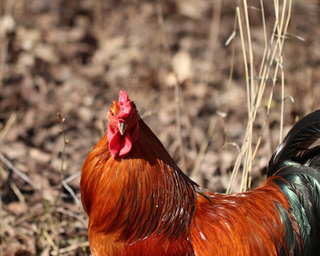 Bellissimo gallo nero-rosso con cresta rossa, pollaio, fattoria.