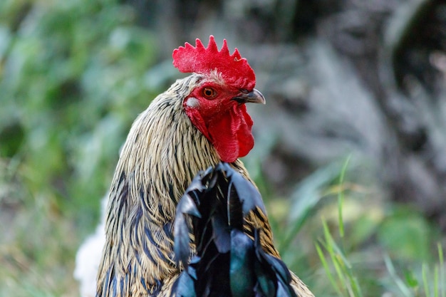 Bellissimo gallo su sfondo di erba