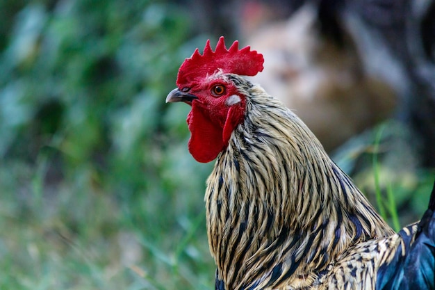 Bellissimo gallo su sfondo di erba