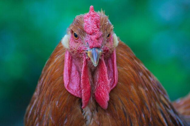 Bellissimo gallo sullo sfondo della natura