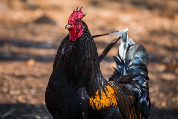 Bellissimo gallo