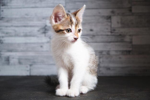 Bellissimo gattino bianco grigio, piccolo. Aiuta gli animali.