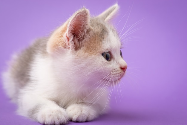 Bellissimo gattino bianco su sfondo viola