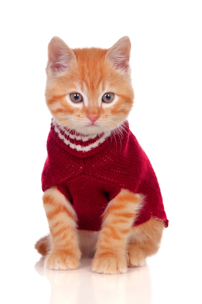 Bellissimo gattino dai capelli rossi che indossa un maglione di lana