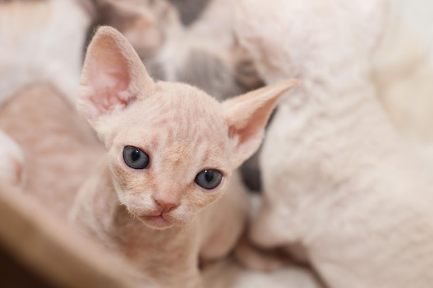 bellissimo gattino devon rex seduto