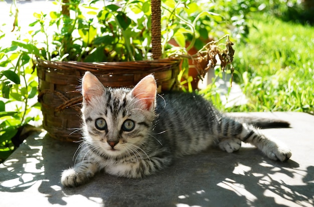 Bellissimo gattino in giardino