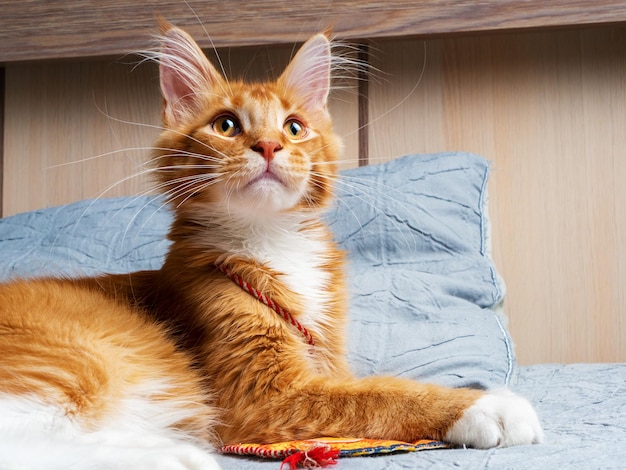 Bellissimo gattino Maine Coon zenzero sdraiato sul letto