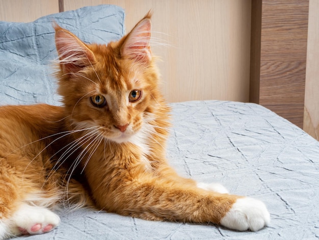 Bellissimo gattino Maine Coon zenzero sdraiato sul letto