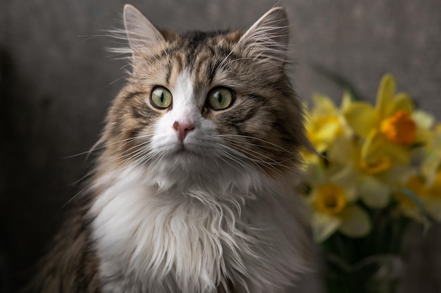 Bellissimo gatto a pelo lungo con un petto bianco grandi occhi verdi e un naso rosa si siede su uno sfondo di f