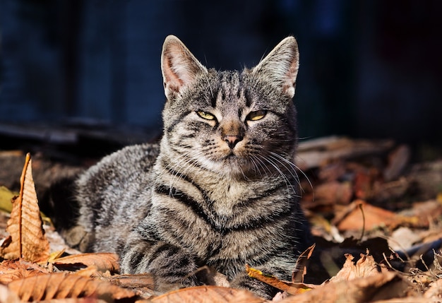 Bellissimo gatto a strisce è seduto in foglie gialle cadute, scena autunnale.