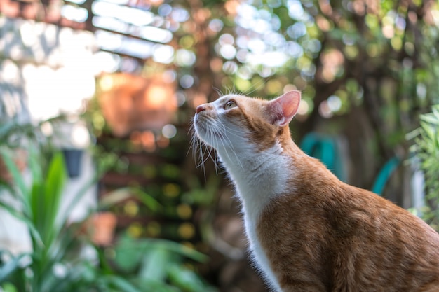 Bellissimo gatto all&#39;aperto in giardino.