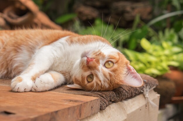 Bellissimo gatto all&#39;aperto in giardino.