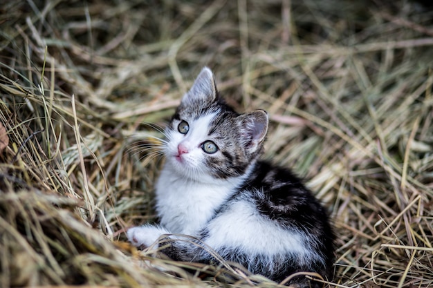 Bellissimo gatto all'aperto