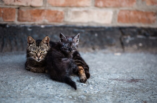 Bellissimo gatto all'aperto