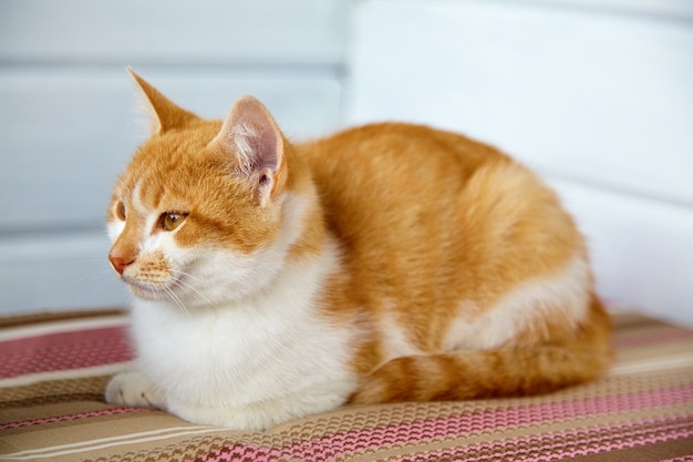 Bellissimo gatto allo zenzero si trova su un cuscino a strisce