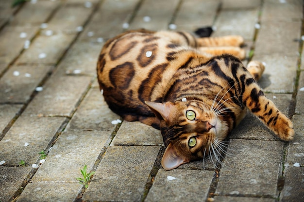 bellissimo gatto bengala ben curato per una passeggiata nella stagione calda