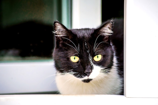 Bellissimo gatto bianco e nero guarda fuori dalla finestra aperta