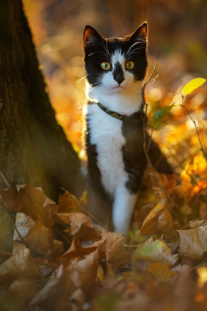 Bellissimo gatto bianco e nero nel parco autunnale