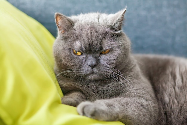 Bellissimo gatto britannico sdraiato su un cuscino verde