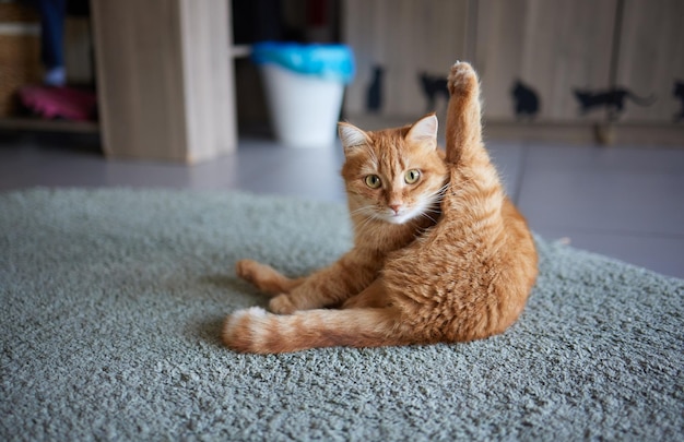 Bellissimo gatto carino che si lecca la zampa sul letto elegante con emozioni divertenti sullo sfondo della stanza