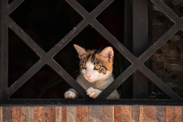 bellissimo gatto che fa capolino da una finestra