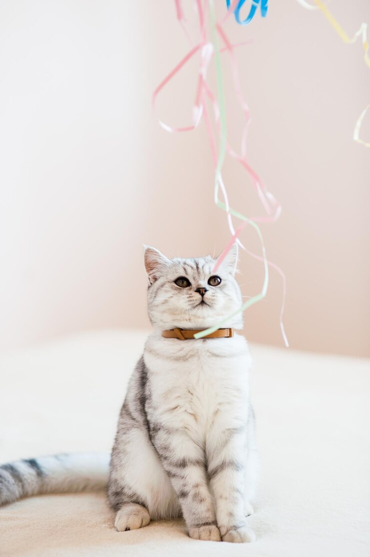 Bellissimo gatto che gioca con i giocattoli in un collare