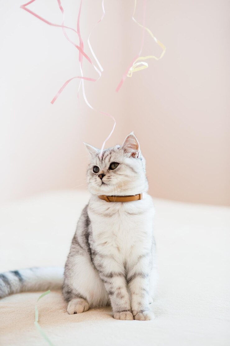 Bellissimo gatto che gioca con i giocattoli in un collare