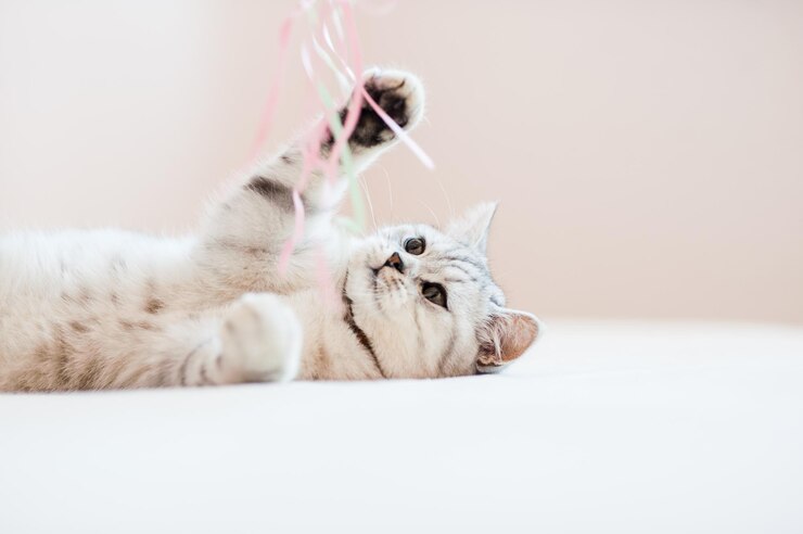 Bellissimo gatto che gioca con i giocattoli in un collare
