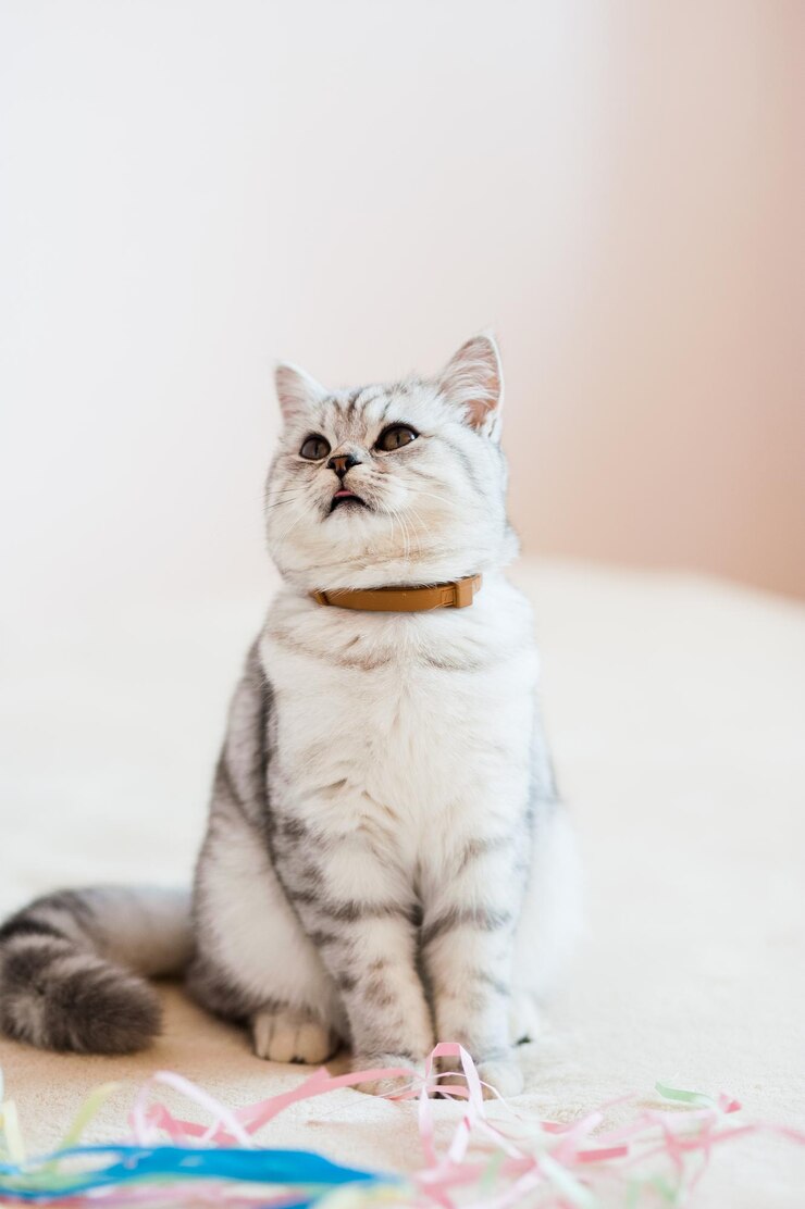 Bellissimo gatto che gioca con i giocattoli in un collare