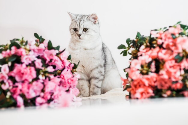 Bellissimo gatto che gioca con i vasi di fiori