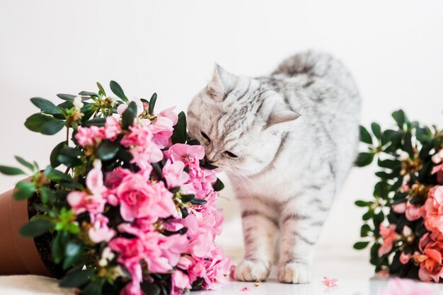 Bellissimo gatto che gioca con i vasi di fiori