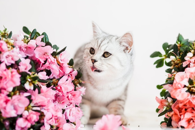 Bellissimo gatto che gioca con i vasi di fiori