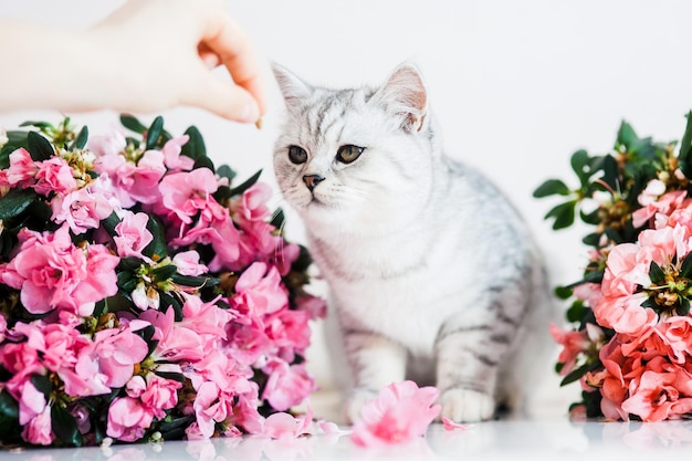 Bellissimo gatto che gioca con i vasi di fiori