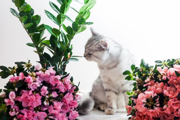 Bellissimo gatto che gioca con i vasi di fiori